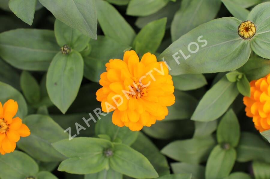 Ostálka hybrida 'Zahara Double Bright Orange' - Zinnia hybrida 'Zahara Double Bright Orange'