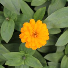 Ostálka hybrida 'Zahara Double Bright Orange' - Zinnia hybrida 'Zahara Double Bright Orange'