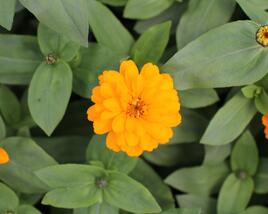 Ostálka hybrida 'Zahara Double Bright Orange'