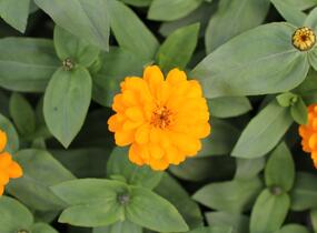 Ostálka hybrida 'Zahara Double Bright Orange' - Zinnia hybrida 'Zahara Double Bright Orange'