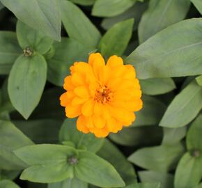 Ostálka hybrida 'Zahara Double Bright Orange' - Zinnia hybrida 'Zahara Double Bright Orange'