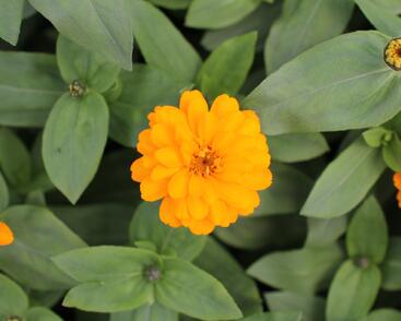 Ostálka hybrida 'Zahara Double Bright Orange'