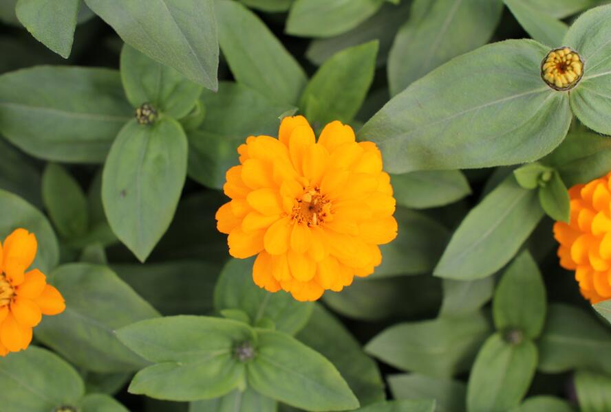 Ostálka hybrida 'Zahara Double Bright Orange' - Zinnia hybrida 'Zahara Double Bright Orange'