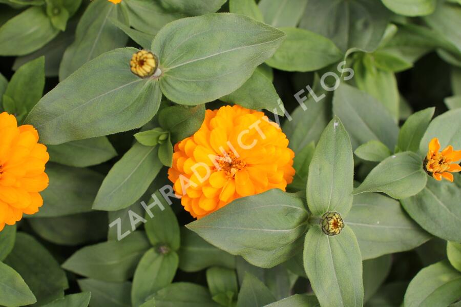 Ostálka hybrida 'Zahara Double Bright Orange' - Zinnia hybrida 'Zahara Double Bright Orange'