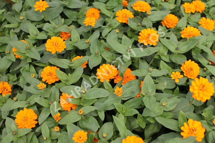 Ostálka hybrida 'Zahara Double Bright Orange' - Zinnia hybrida 'Zahara Double Bright Orange'