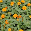Ostálka hybrida 'Zahara Double Bright Orange' - Zinnia hybrida 'Zahara Double Bright Orange'
