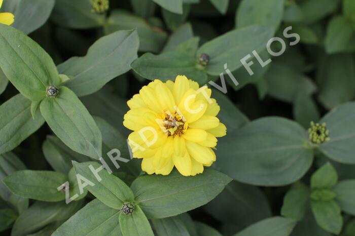 Ostálka hybrida 'Profusion Double Yellow' - Zinnia hybrida 'Profusion Double Yellow'