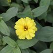 Ostálka hybrida 'Profusion Double Yellow' - Zinnia hybrida 'Profusion Double Yellow'