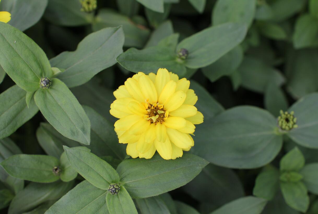 Ostálka hybrida 'Profusion Double Yellow' - Zinnia hybrida 'Profusion Double Yellow'