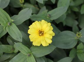 Ostálka hybrida 'Profusion Double Yellow' - Zinnia hybrida 'Profusion Double Yellow'