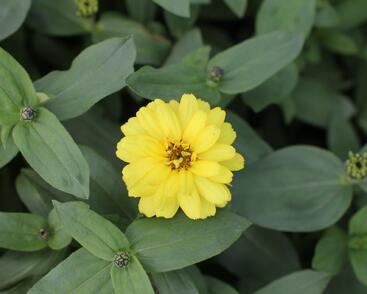 Ostálka hybrida 'Profusion Double Yellow'