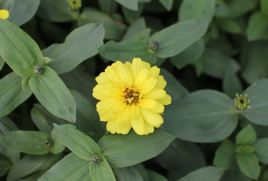 Ostálka hybrida 'Profusion Double Yellow' - Zinnia hybrida 'Profusion Double Yellow'