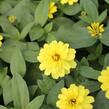 Ostálka hybrida 'Profusion Double Yellow' - Zinnia hybrida 'Profusion Double Yellow'