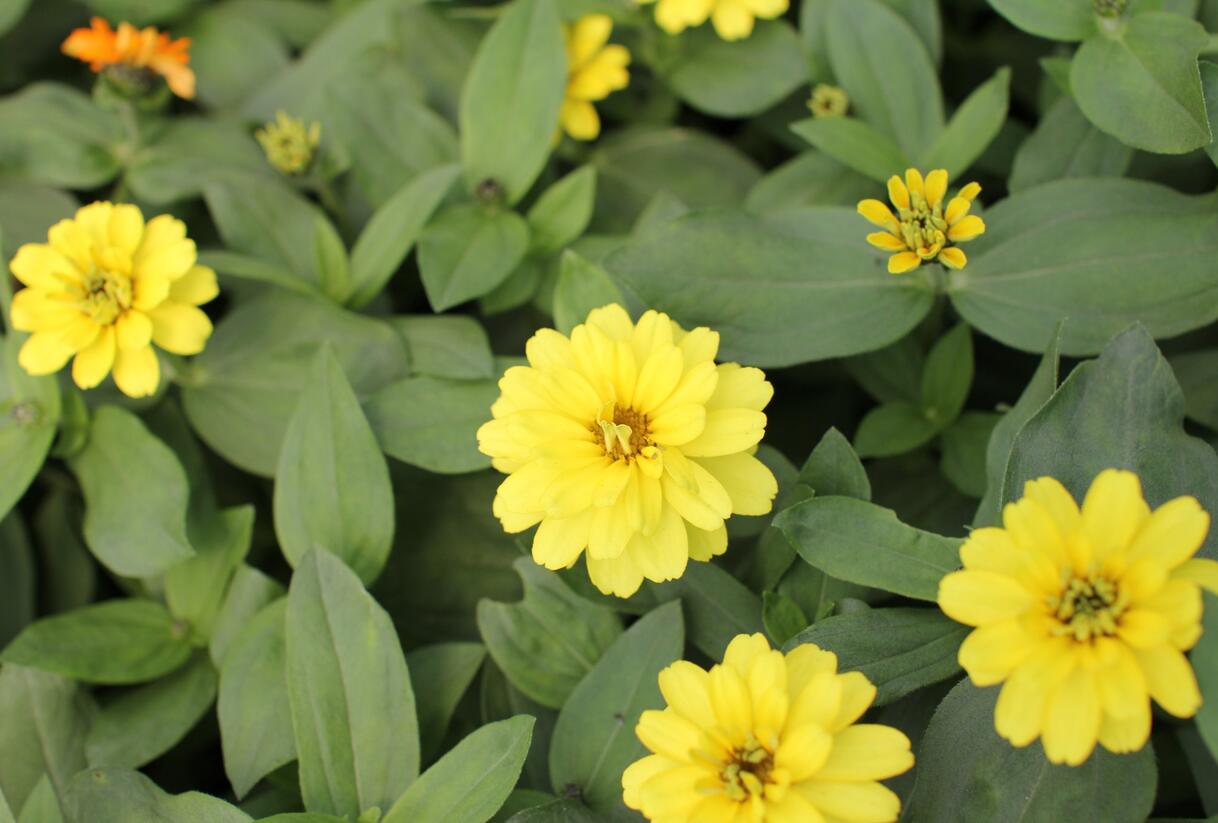 Ostálka hybrida 'Profusion Double Yellow' - Zinnia hybrida 'Profusion Double Yellow'