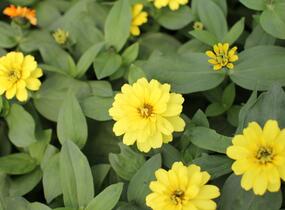 Ostálka hybrida 'Profusion Double Yellow' - Zinnia hybrida 'Profusion Double Yellow'