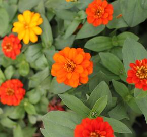 Ostálka hybrida 'Profusion Double Fire' - Zinnia hybrida 'Profusion Double Fire'