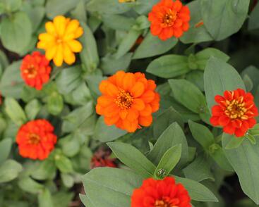 Ostálka hybrida 'Profusion Double Fire'