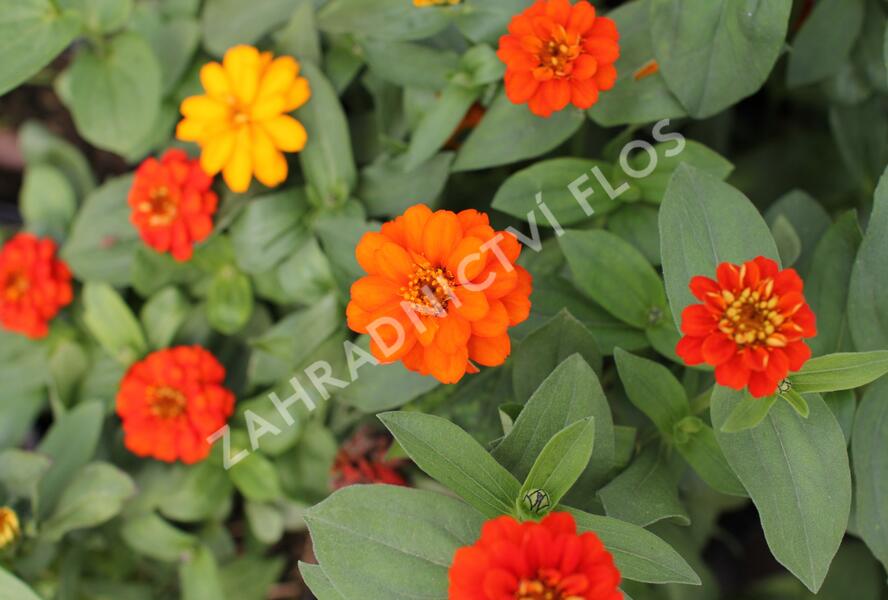 Ostálka hybrida 'Profusion Double Fire' - Zinnia hybrida 'Profusion Double Fire'