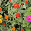 Ostálka sličná 'Oklahoma Formula Mix' - Zinnia elegans 'Oklahoma Formula Mix'