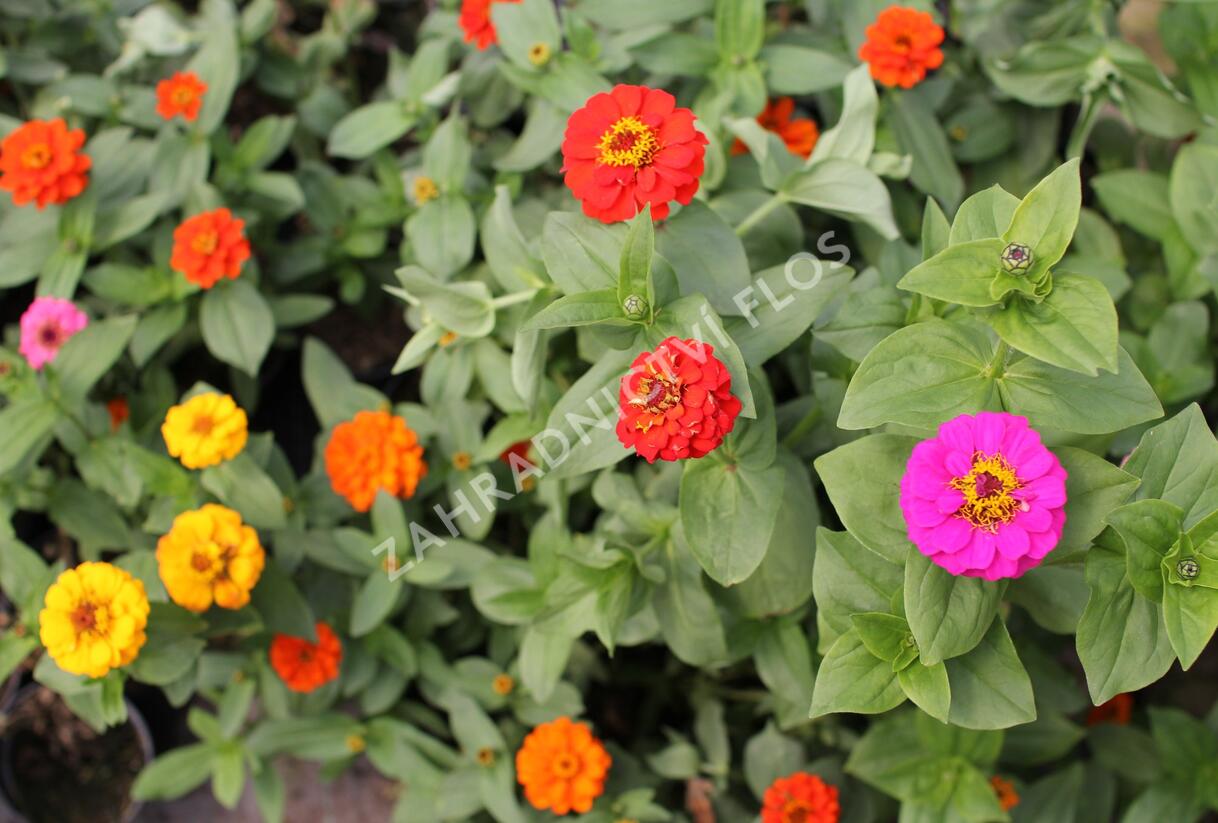 Ostálka sličná 'Oklahoma Formula Mix' - Zinnia elegans 'Oklahoma Formula Mix'