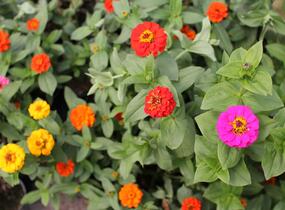 Ostálka sličná 'Oklahoma Formula Mix' - Zinnia elegans 'Oklahoma Formula Mix'