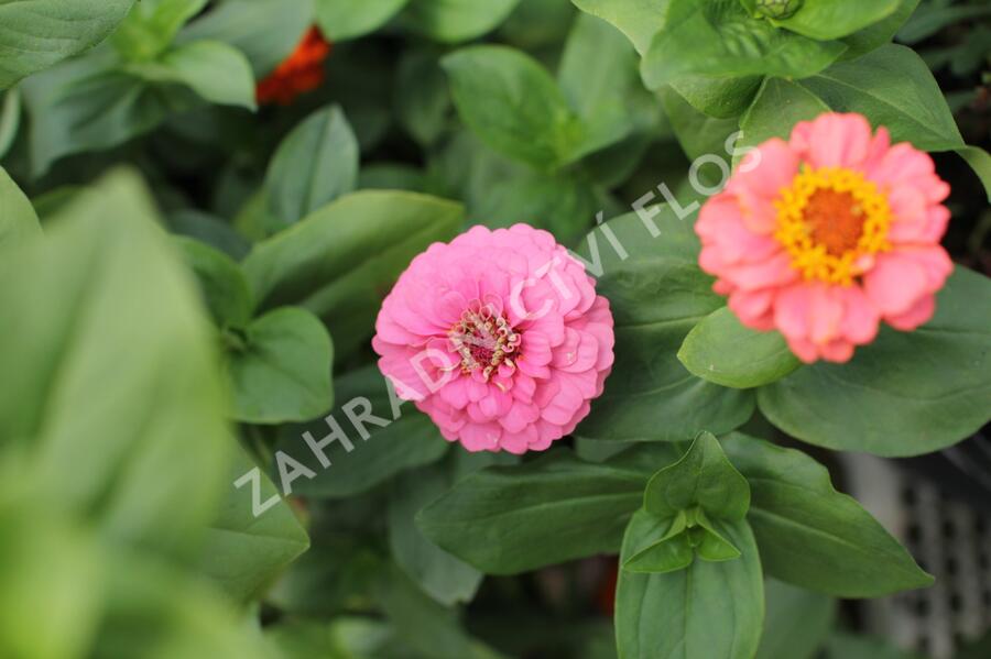 Ostálka sličná 'Oklahoma Formula Mix' - Zinnia elegans 'Oklahoma Formula Mix'