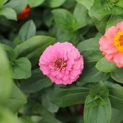 Ostálka sličná 'Oklahoma Formula Mix' - Zinnia elegans 'Oklahoma Formula Mix'