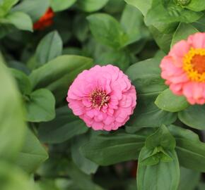 Ostálka sličná 'Oklahoma Formula Mix' - Zinnia elegans 'Oklahoma Formula Mix'