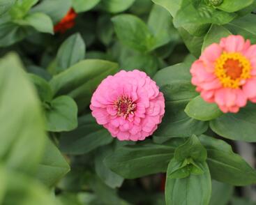 Ostálka sličná 'Oklahoma Formula Mix'