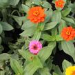 Ostálka sličná 'Oklahoma Formula Mix' - Zinnia elegans 'Oklahoma Formula Mix'