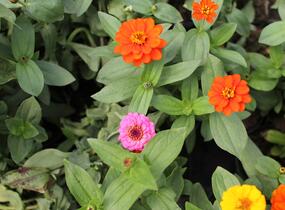 Ostálka sličná 'Oklahoma Formula Mix' - Zinnia elegans 'Oklahoma Formula Mix'