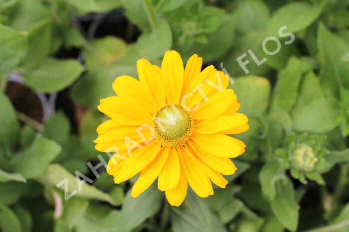 Třapatka srstnatá 'Amarilo Gold' - Rudbeckia hirta 'Amarilo Gold'