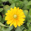 Třapatka srstnatá 'Amarilo Gold' - Rudbeckia hirta 'Amarilo Gold'