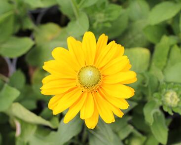 Třapatka srstnatá 'Amarilo Gold'