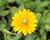 Třapatka srstnatá 'Amarilo Gold'