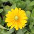 Rudbeckia hirta 'Amarilo Gold'.JPG