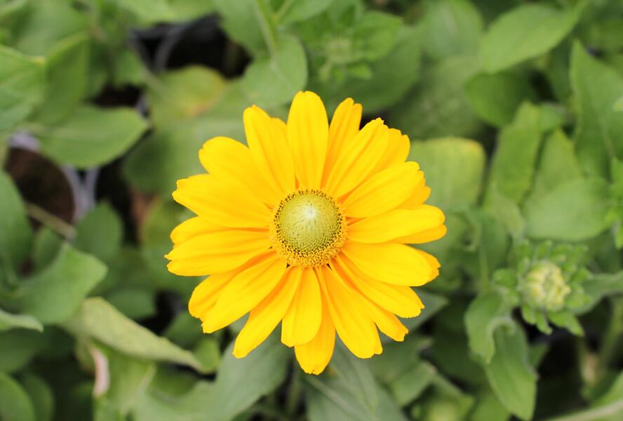 Třapatka srstnatá 'Amarilo Gold' - Rudbeckia hirta 'Amarilo Gold'