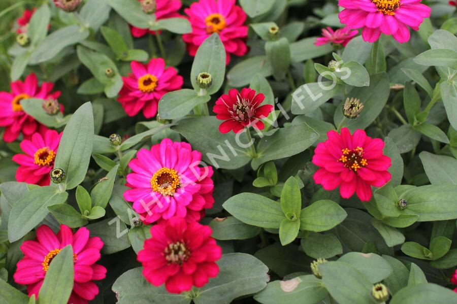 Ostálka hybrida 'Profusion Double Hot Cherry' - Zinnia hybrida 'Profusion Double Hot Cherry'