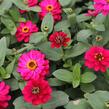 Ostálka hybrida 'Profusion Double Hot Cherry' - Zinnia hybrida 'Profusion Double Hot Cherry'