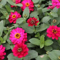Ostálka hybrida 'Profusion Double Hot Cherry' - Zinnia hybrida 'Profusion Double Hot Cherry'