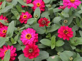 Ostálka hybrida 'Profusion Double Hot Cherry' - Zinnia hybrida 'Profusion Double Hot Cherry'
