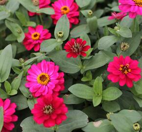 Ostálka hybrida 'Profusion Double Hot Cherry' - Zinnia hybrida 'Profusion Double Hot Cherry'