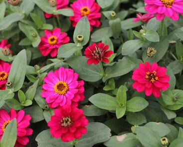 Ostálka hybrida 'Profusion Double Hot Cherry'