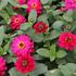 Zinnia hybrida 'Profusion Double Hot Cherry'.JPG