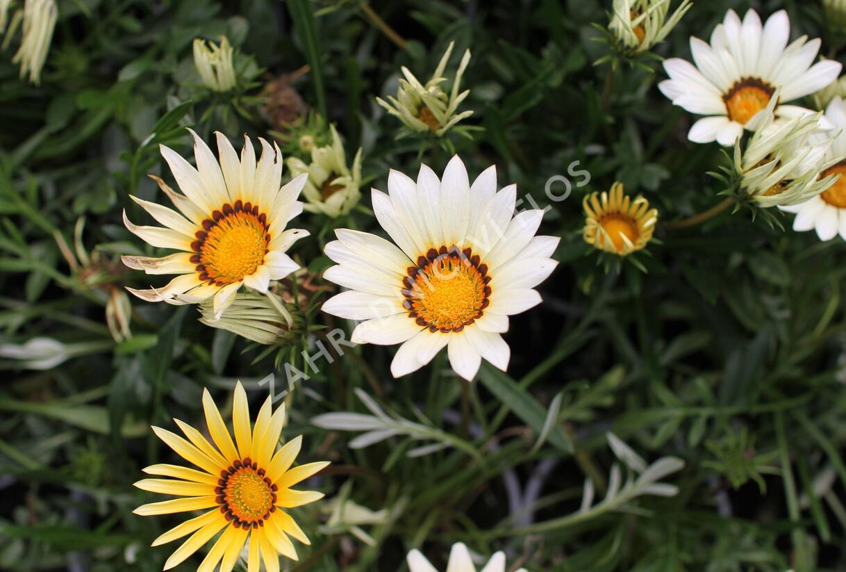 Gazánie zařivá 'Siesta White' - Gazania rigens 'Siesta White'