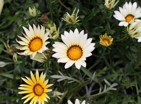 Gazánie zařivá 'Siesta White' - Gazania rigens 'Siesta White'