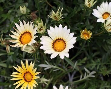 Gazánie zařivá 'Siesta White'