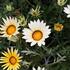 Gazania rigens 'Siesta White'.JPG