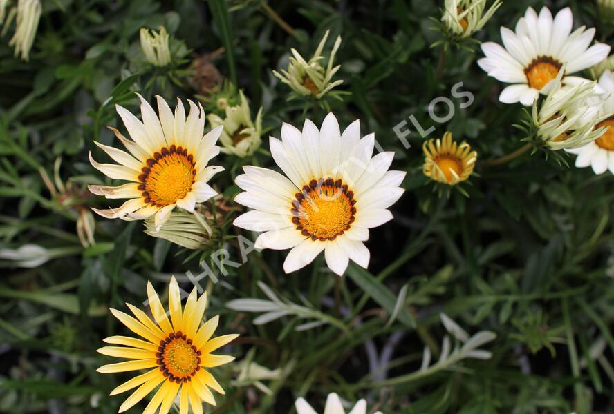 Gazánie zařivá 'Siesta White' - Gazania rigens 'Siesta White'