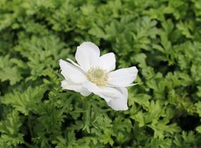 Sasanka věncová 'Bride' - Anemone coronaria 'Bride'